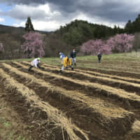 People sow <em>urushi</em> (lacquer tree) seeds as part of Urushi Next\'s efforts. | URUSHI NEXT