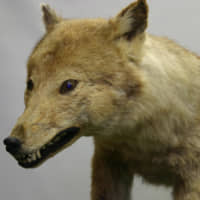 A stuffed specimen of the Japanese wolf sits on display at the University of Tokyo\'s Faculty of Agriculture. | COURTESY OF THE UNIVERSITY OF TOKYO\'S FACULTY OF AGRICULTURE