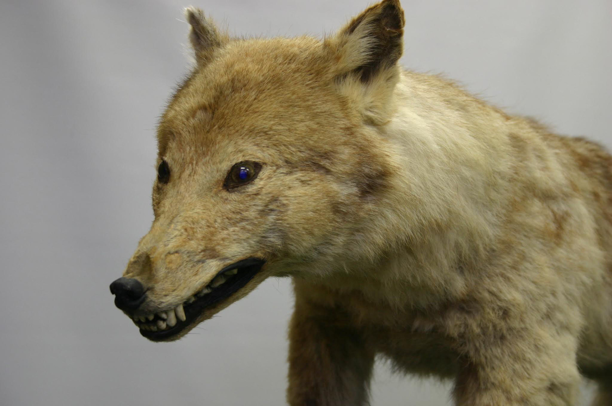 A stuffed specimen of the Japanese wolf sits on display at the University of Tokyo's Faculty of Agriculture. | COURTESY OF THE UNIVERSITY OF TOKYO'S FACULTY OF AGRICULTURE