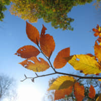 The serrated leaves of the Japanese beech | C.W. NICOL AFAN WOODLAND TRUST