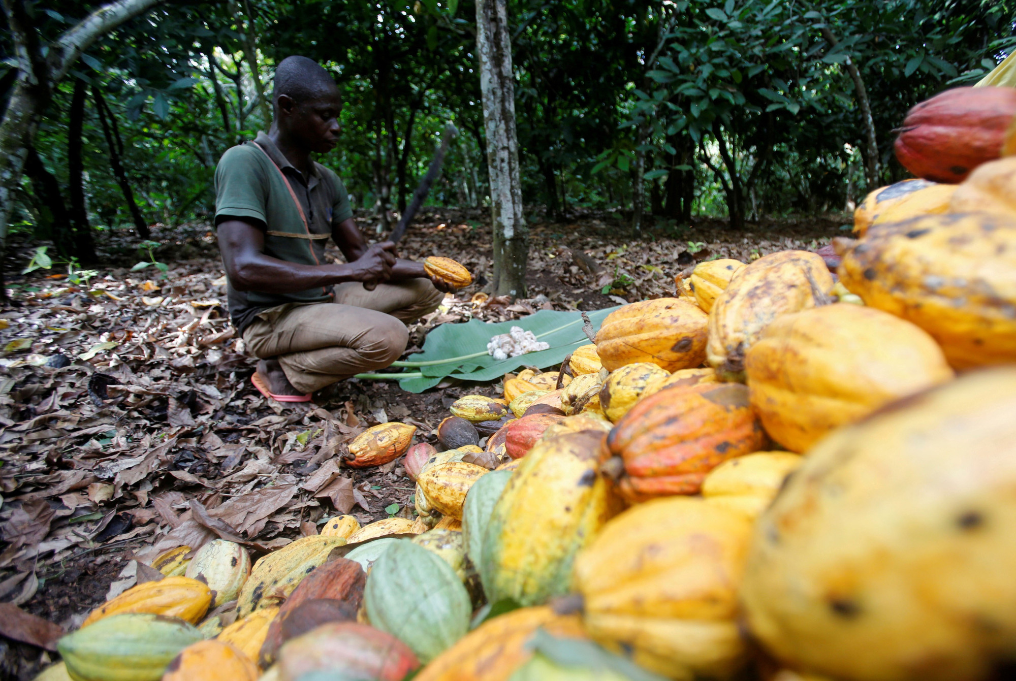 A farmer works on cocoa pods in Toumodi, Cote d'Ivoire. | REUTERS