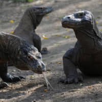Komodo dragons are seen on Rinca island, a part of the protected area of Indonesia\'s Komodo National Park, in 2010. Indonesia has scrapped plans to ban tourists from an island home to Komodo dragons and will instead limit visitor numbers and raise entry prices to create a \"premium destination,\" officials said. | AFP-JIJI