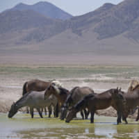 Wild horses outside Salt Lake City, Utah | AP
