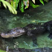 A photo taken in September 2011 and provided by Higashiyama Zoo and Botanical Gardens in Nagoya shows an alligator that died this May. More than 330 coins were found in its stomach. | KYODO