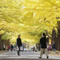 A row of ginkgo trees at Hokkaido University. Chinese authorities last month detained a Japanese professor from the university, sources have said, with the man, who is in his 40s, apparently being suspected of spying. | KYODO