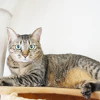 Pretty in pictures: Candle poses for a photo without her camera-shy brother, Chimney. The two cats are best buddies and looking for a home. | HARUNA AKIYAMA