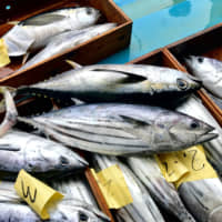 Tricks of the trade: In Kochi Prefecture, fishermen use the ippon-zuri (single-rod-and-line) technique to bring in their catch. This results in more flavorful fish. | ROBBIE SWINNERTON