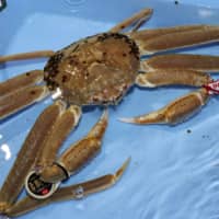 A Tottori seller who paid a record for a crab last year more than doubled the sum for this snow crab on Thursday. | KYODO