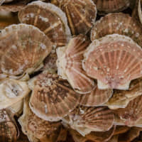 More than 100,000 tons of scallops were traded globally in 2018, with Zhangzidao supplying half. | BLOOMBERG