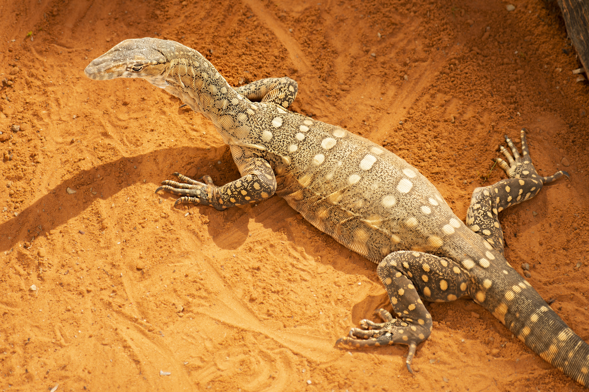 Exotic pets in japan cheap