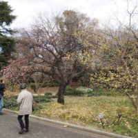 Shinjuku Gyoen National Garden in Tokyo will start selling entrance tickets online later this week. | GETTY IMAGES
