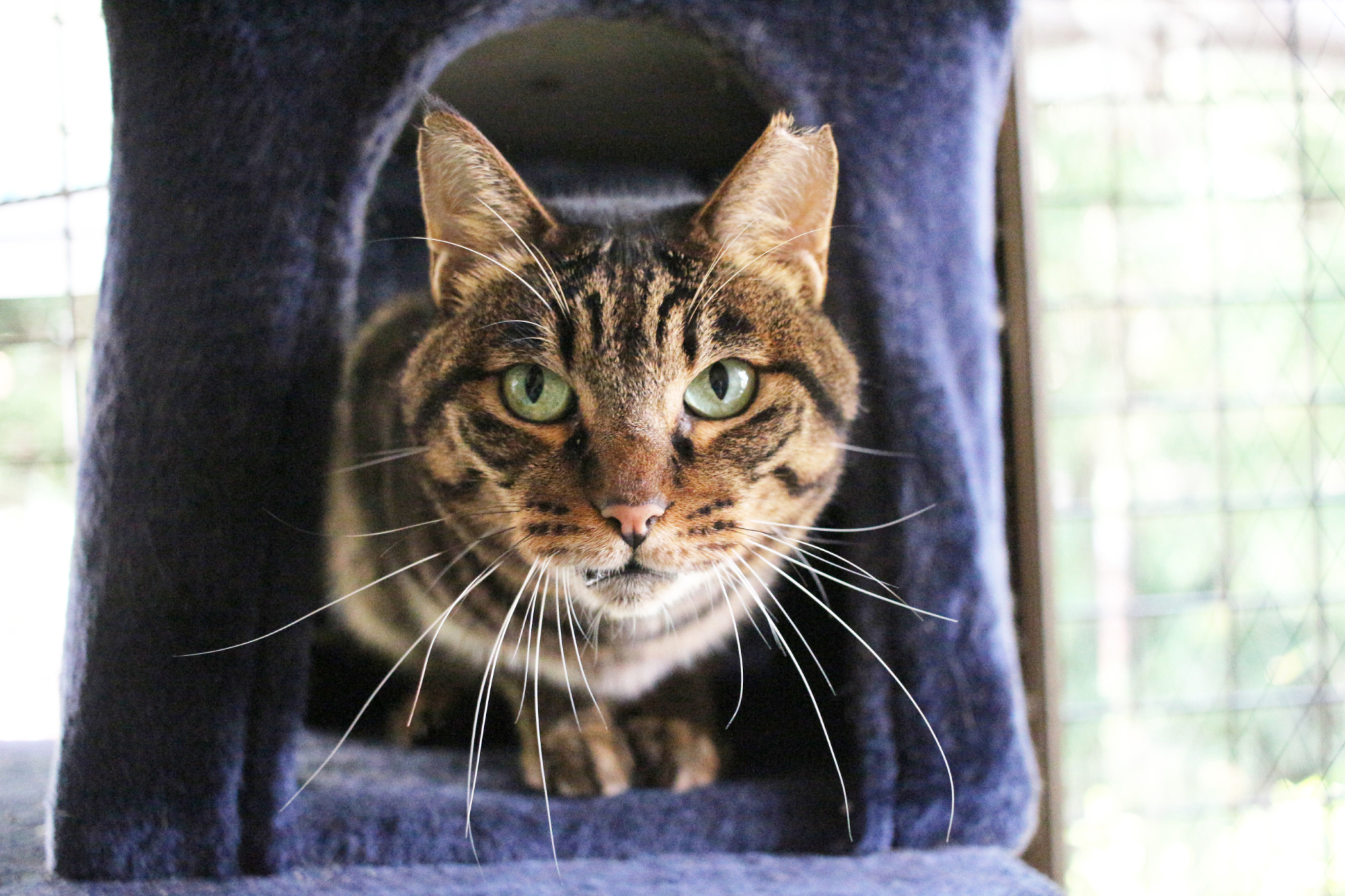 Gimme Shelter: Chiikun loves to hide in cardboard boxes and is looking for a home to call his own. | KANA MATSUTANI