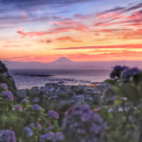 Town of Hayama (Mayor: Takahito Yamanashi): Ajisai Park in Hayama, Kanagawa Prefecture | RIKO MONMA