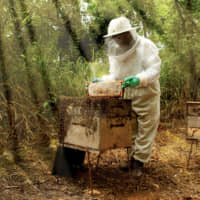 Around 200 beekeepers keep honeybees in forests owned by Celulose Nipo-Brasileira S.A. in Brazil. | OJI HOLDINGS CORP.