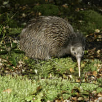 A New Zealand kiwi | OJI HOLDINGS CORP.
