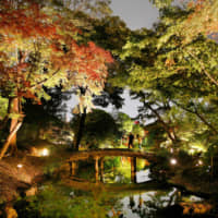 Autumn leaves are illuminated for visitors to enjoy at Rikugien Park in Bunkyo Ward, Tokyo, on Tuesday evening. The illumination of about 560 trees in the park, known for its traditional Japanese-style garden that was originally built in 1702, continues through Dec. 2. | KYODO