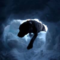 Ford Motor Co.\'s new Chief Financial Officer Tim Stone is shaking things up at the staid and formal automaker by being the first employee to bring his dog to work each day. Above, a dog searches for survivors during a life-saving exercise at Glacier 3000 in Les Diablerets, Switzerland, on Friday. | REUTERS