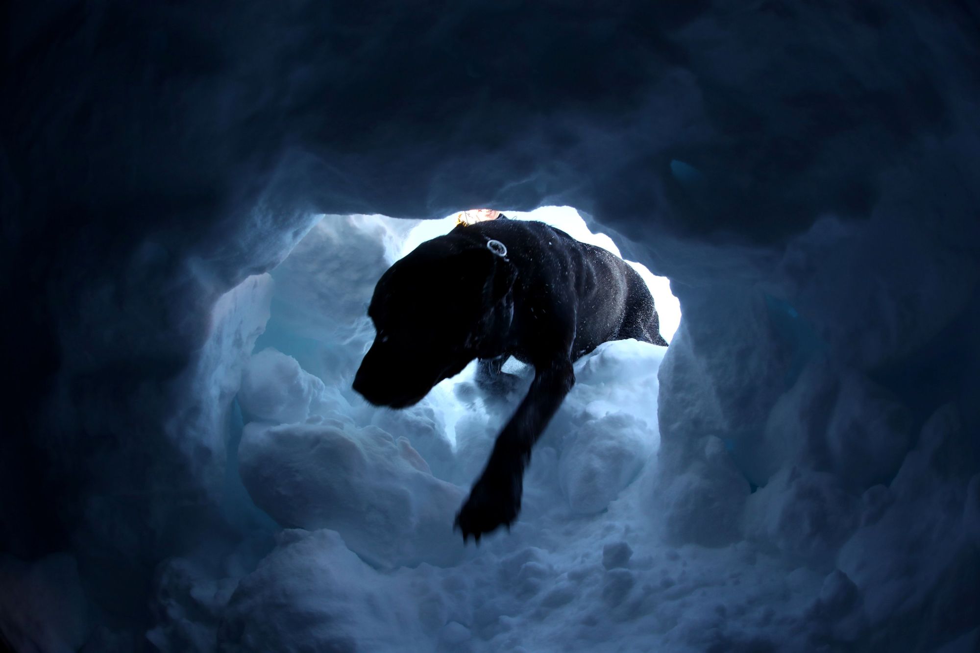 Ford Motor Co.'s new Chief Financial Officer Tim Stone is shaking things up at the staid and formal automaker by being the first employee to bring his dog to work each day. Above, a dog searches for survivors during a life-saving exercise at Glacier 3000 in Les Diablerets, Switzerland, on Friday. | REUTERS