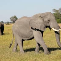 Male elephants are seen in the Okavango Delta, Botswana, in 2018. | REUTERS