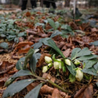 Flowers blossom in the Apothecary Garden at Moscow State University on Wednesday. | REUTERS