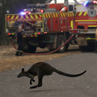 A wallaby hops across a road to flee a fire near Mangrove Mountain, north of Sydney, on Dec. 10. With bushland tinder-box dry, authorities warned they would not be able to contain some of the 100 fires still ablaze in the country. | AP