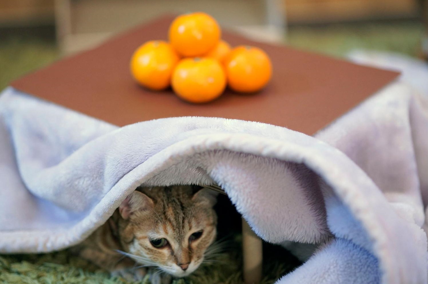 Cat kotatsu