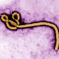 An electron micrograph of the Ebola virus | CENTERS FOR DISEASE CONTROL AND PREVENTION / VIA KYODO