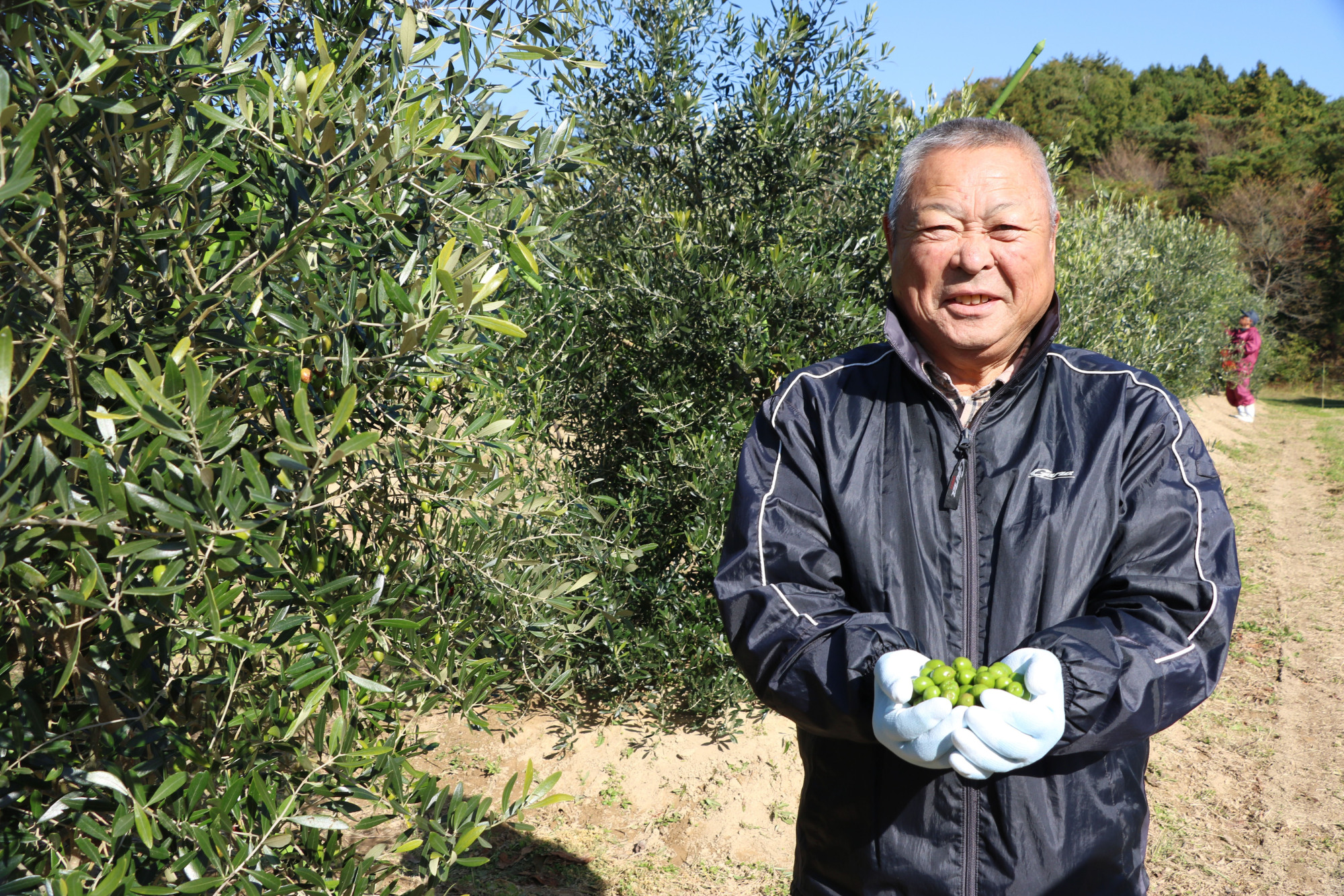 Shoetsu Chiba, representative director of the agricultural production corporation Minori in Ishinomaki, Miyagi Prefecture, started growing olives after his rice paddies were washed away by the 2011 tsunami. | KYODO
