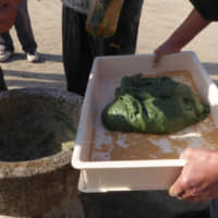 The good-tasting glob: Rich in calcium and iron, mugwort is added to the mochi rice mix to create a vivid green hue that will be made into o-mogi rice cakes. | AMY CHAVEZ