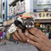 Soft touch: A ferret in full cosplay might be a strange sight anywhere else, but not in Akihabara. That may be why tons of tourists put this neighborhood on their list of places to visit.
 | GETTY IMAGES