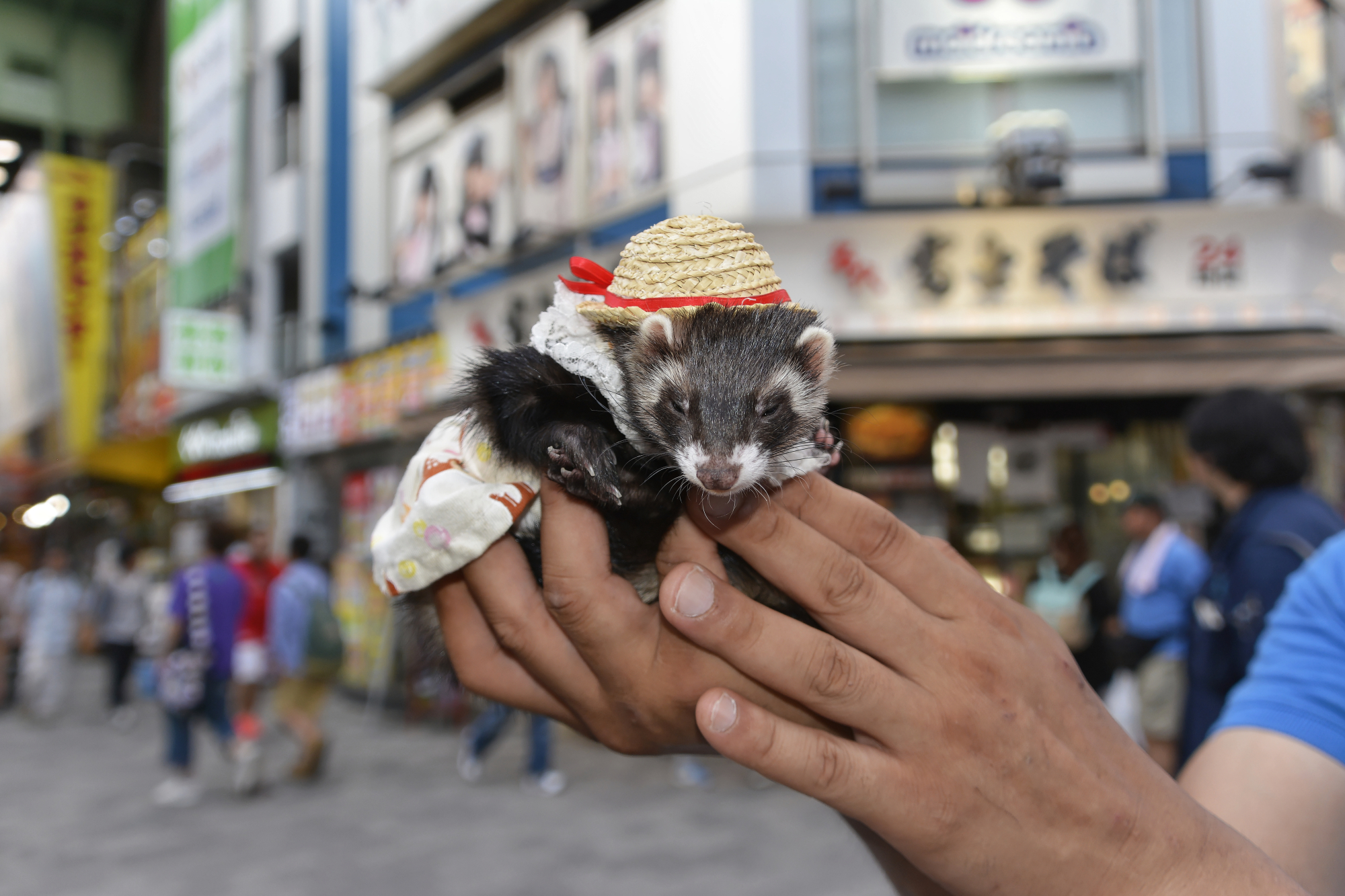 Soft touch: A ferret in full cosplay might be a strange sight anywhere else, but not in Akihabara. That may be why tons of tourists put this neighborhood on their list of places to visit. | GETTY IMAGES