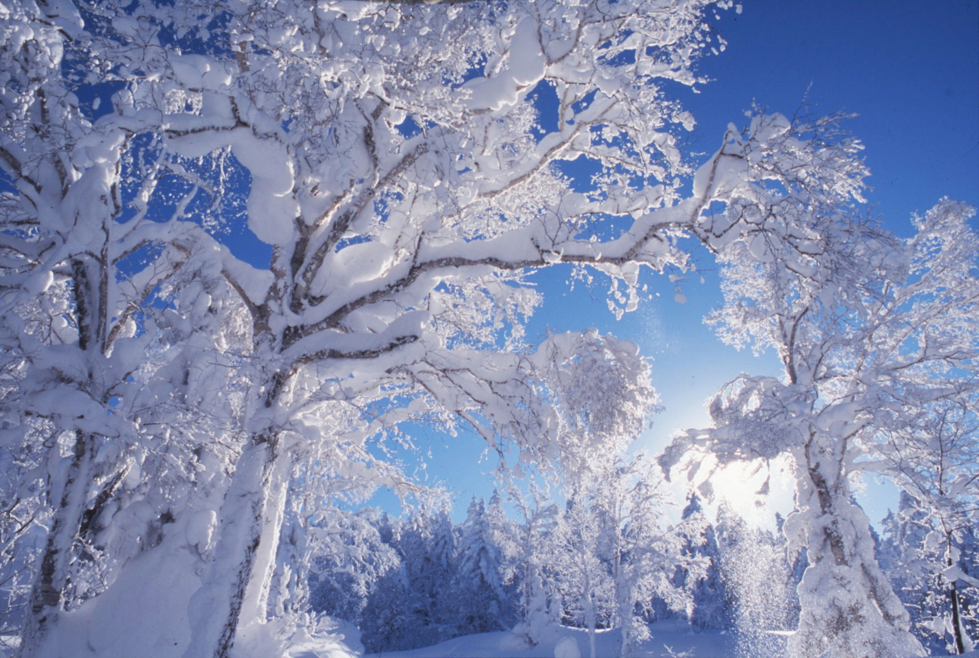 Winter wonderland: As a blizzard lifts, the forest's appearance is transformed by a fresh coat of white. Snow newly settled on the top branches of birch trees glistens in the sunlight. | KENJI ITO