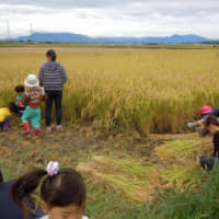 Family fields: Koji Tanaka grows several strains of rice on his farm in Niigata Prefecture. | KOJI TANAKA