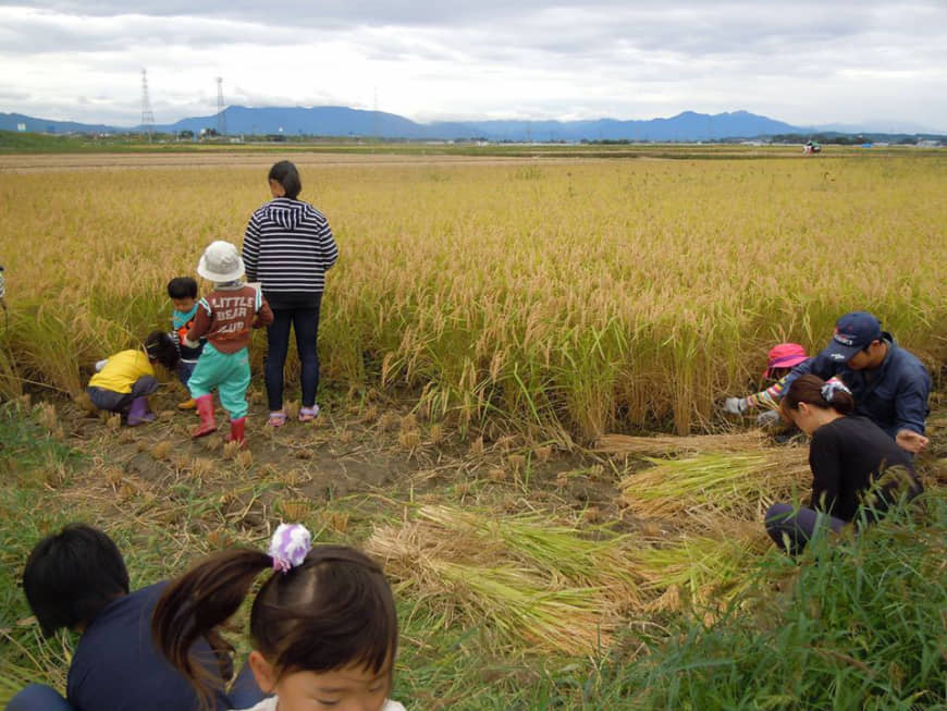 Family fields: Koji Tanaka grows several strains of rice on his farm in Niigata Prefecture. | KOJI TANAKA