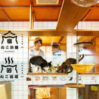 Part of the furniture: Guests staying at a dormitory-style inn in Osaka called Neco Hatago can observe cats as they go about their daily routines in an adjacent building operated by Neco Republic. | COURTESY OF NECOREPUBLIC, NECOYOKUJYO AND NECOHATAGO