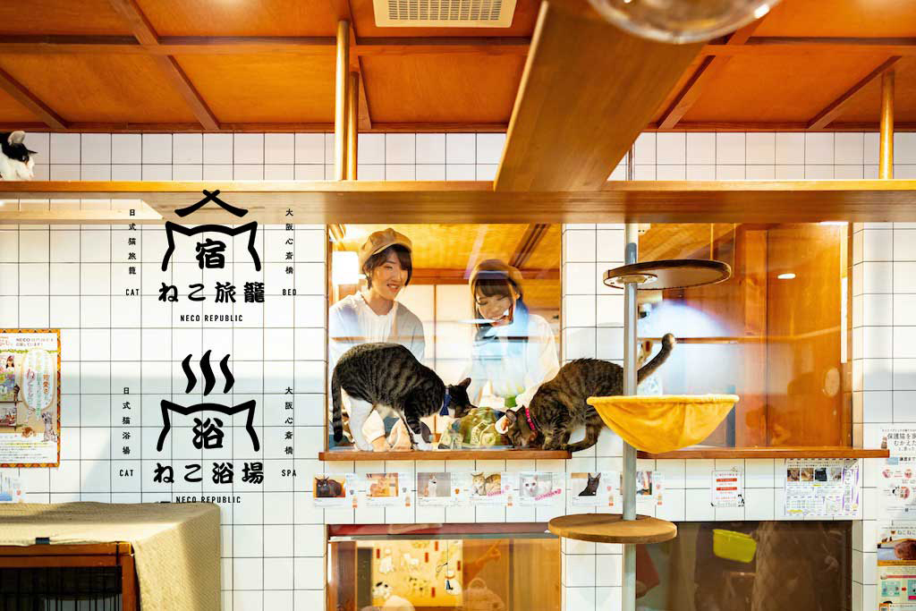 Cat cafe operators in Japan seek to end stigma with a fresh