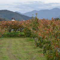 Okazaki Farm’s persimmon orchard in Yazu, Tottori Prefecture | SHINOBU YAMADA