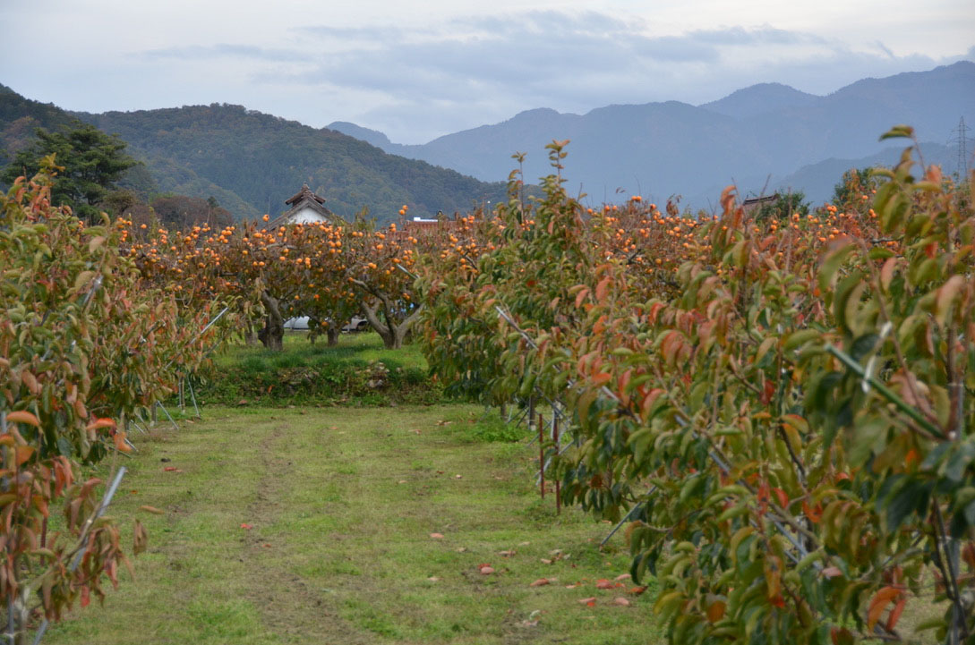Okazaki Farm's persimmon orchard in Yazu, Tottori Prefecture | SHINOBU YAMADA.