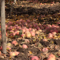 Fallen to waste: During Typhoon Hagibis in October, ripe fruit was strewn across the apple-farming areas of Nagano Prefecture. | C.W. NICOL AFAN WOODLAND TRUST