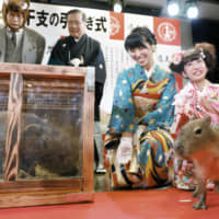 A boar and a capybara are displayed at a succession ceremony for Chinese zodiac signs Friday in Osaka. This year was the Year of the Boar and the next  will be the Year of the Rat. Capybaras are &#8212; like rats &#8212; rodents, just slightly cuter. | KYODO