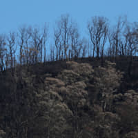 Charred trees are pictured on a hill, burned during the recent bushfires, near Kangaroo Valley, New South Wales, Australia,Tuesday. | REUTERS