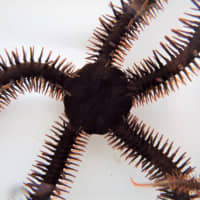A red brittle star, Ophiocoma wendtii, is seen in this image released on Thursday. | LAUREN SUMNER-ROONEY / HANDOUT / VIA REUTERS