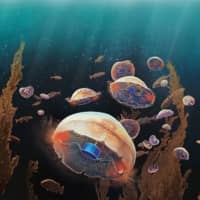 An artist\'s rendering of a jellyfish augmented with a microelectronic implant designed by researchers Nicole Xu and John Dabiri | VIA REUTERS