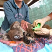 Vets and volunteers treat koalas at Kangaroo Island Wildlife Park on Kangaroo Island, Australia, on Friday. | REUTERS