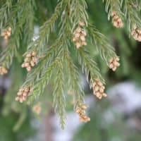 Japanese cedar trees are forecast to release pollen from a few days to a week earlier than usual this year, according to Weathernews Inc. | KYODO