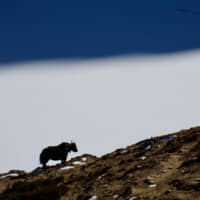 Shaggy sentinel: A long-haired yak stands silhouetted on a ridge above Gokyo\'s frozen lake. | OSCAR BOYD