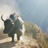Dusty: Yak trains are a frequent encounter on the trail to Everest Base Camp. | OSCAR BOYD