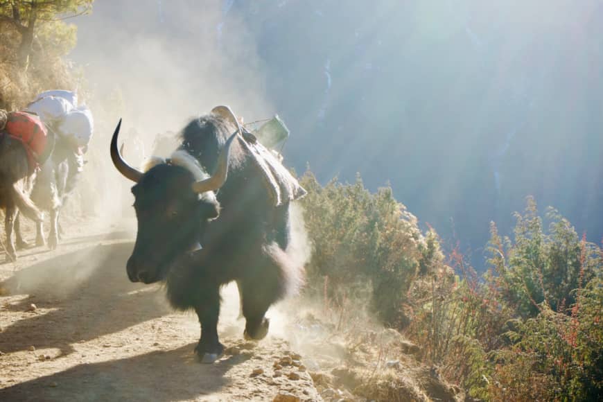 Dusty: Yak trains are a frequent encounter on the trail to Everest Base Camp. | OSCAR BOYD