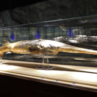A Chinese paddlefish specimen is displayed at a museum in Wuhan, China. | AP