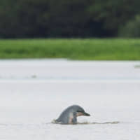 A Tucuxi dolphin in the Mamiraua Sustainable Development Reserve in Brazil\'s Amazonas state on Jan. 19 | REUTERS